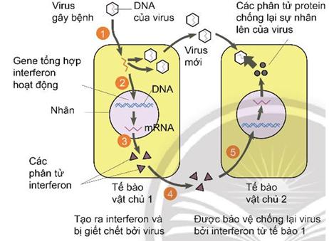 Dựa v&agrave;o H&igrave;nh 30.2, h&atilde;y giải th&iacute;ch cơ chế t&aacute;c động của interferon trong việc chống lại virus