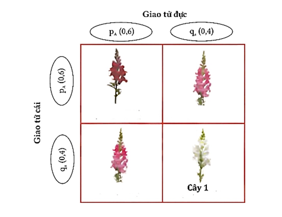 Xét quần thể hoa mõm sói có 2 allele A và a quy định màu sắc hoa, kiểu gene AA quy định hoa màu đỏ, Aa quy định hoa màu hồng, aa quy định hoa màu trắng (ảnh 1)