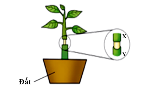 Một bác nông dân tiến hành loại bỏ một vòng vỏ trên thân cây giữa hai điểm X và Y. Sau một thời gian, đoạn thân cây này sẽ thay đổi thành như thế nào trong số bốn hình bên dưới? (ảnh 1)