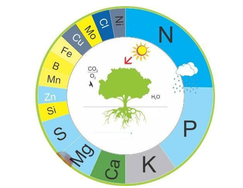 Hình ảnh dưới đây mô tả mức độ ảnh hưởng của các nguyên tố khoáng tới sự sinh trưởng, phát triển của cây trồng. Hãy cho biết các nguyên tố nào sau đây là nguyên tố vi lượng? (ảnh 1)