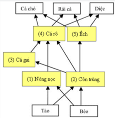 Các mối quan hệ dinh dưỡng trong một con sông được mô tả trong bảng bên. Một lưới thức ăn được thiết lập dựa trên các thông tin trên. (ảnh 2)