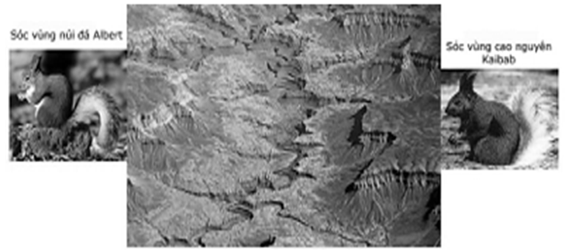 Hình ảnh mô tả hai loài sóc đất ở Hoa Kì phân bố ở hai vùng khác nhau do bị chia cắt bởi khe núi sâu, dần dần chúng bị cách li về mặt sinh sản (ảnh 1)