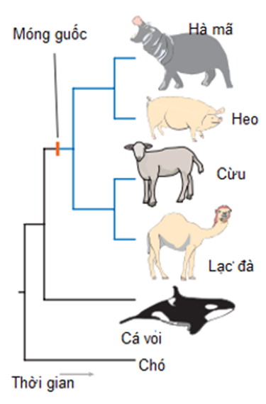 Cây phát sinh chủng loại được mô tả hình bên dưới, hãy cho biết có bao nhiêu phát biểu đúng? (ảnh 1)