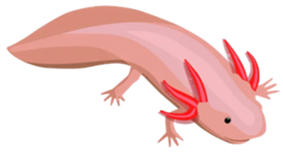 Kỳ nhông Mexico (Ambystoma mexicanum) là một loài bò sát tương tự như kỳ nhông. Nó chỉ được tìm thấy trong các kênh đào của một khu vực nhỏ ở Mexico (ảnh 1)