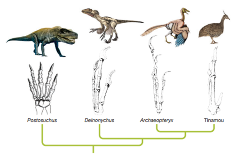 Dựa trên h ình mô tả đặc điểm tay của các loài khủng long, chim tiền sử, và hiện đại, hãy cho biết có bao nhiêu phát biểu đúng? (ảnh 1)