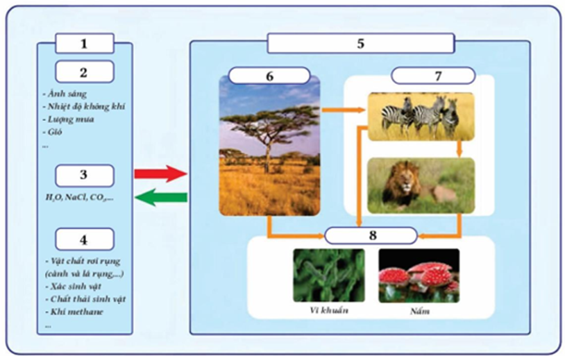Hình dưới về chuyển hóa vật chất và năng lượng trong hệ sinh thái, các phát biểu dưới đây là đúng hay sai? (ảnh 1)