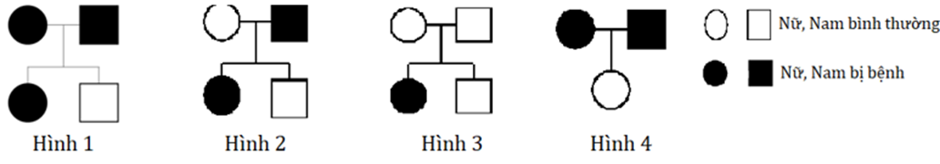 Trong số các phả hệ trên, có bao nhiêu phả hệ mô tả bệnh do gene trội nằm trên NST thường quy định? (ảnh 1)