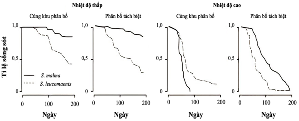 Thí nghiệm về tác động của nhiệt độ lên mối quan hệ cạnh tranh khác loài của 2 loài cá hồi suối đã được thực hiện trong phòng thí nghiệm. Hai loài cá đó là S. malma (ảnh 1)