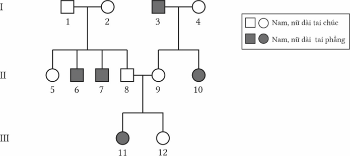 Ở người đặc điểm dái tai chúc do allele trội hoàn toàn so với dái tai thẳng và nằm trên NST thường quy định, phả hệ sau mô tả đặc điểm dái tai của một gia đình, (ảnh 1)