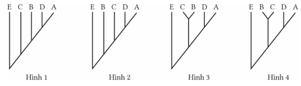 Khi so sánh sự tương đồng về trình tự bốn phần khác nhau (hai intron và hai exon) của một gene ở năm loài sinh vật nhân thực thu được Bảng 10 (ảnh 1)