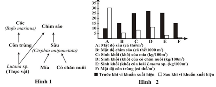 Hình 1 thể hiện một phần lưới thức ăn trên cánh đồng trồng cỏ chăn nuôi và mía ở đảo Hawaii.  (ảnh 1)