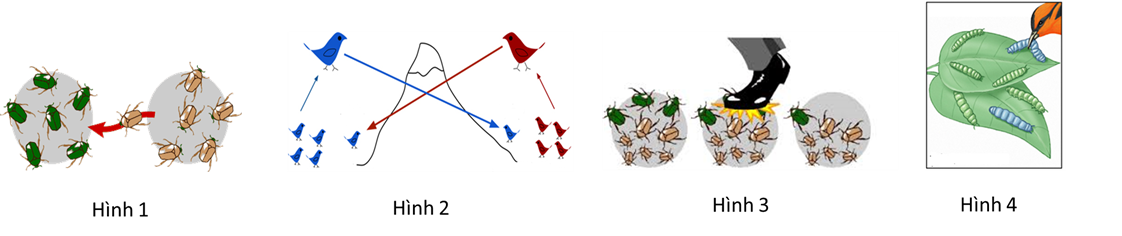 Trong số các hình bên dưới, hình số bao nhiêu mô tả phiêu bạt di truyền (ảnh 1)