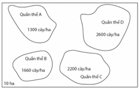 Hình vẽ dưới đây mô tả khu vực phân bố và mật độ của 4 quần thể cây thuộc 4 loài khác nhau trong một khu vực sống có diện tích 10 ha (tại thời điểm t) (ảnh 1)
