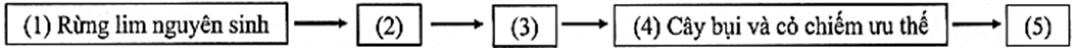 Sơ đồ sau mô tả quá trình diễn thế thứ sinh dẫn đến quần xã bị suy thoái đã xảy ra ở rừng lim Hữu Lũng, tỉnh Lạng Sơn do hoạt động chặt phá rừng của con người. Quá trình này gồm các giai đoạn sau: (ảnh 1)
