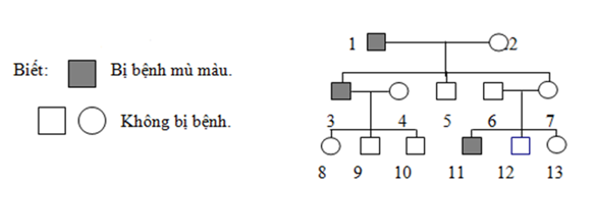 Cho phả hệ:   Cho biết bệnh do một gene nằm trên nhiễm sắc thể X không có allele trên Y quy định. Trong phả hệ, có bao nhiêu người có thể biết chính xác kiểu gene về tính trạng này? (ảnh 1)