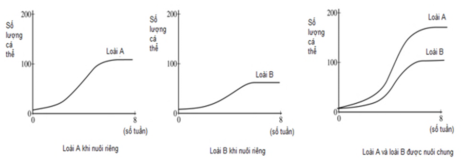 Khi nghiên cứu mối quan hệ sinh thái giữa 2 loài vi sinh vật (A và B), người ta đã nuôi trong cùng một điều kiện môi trường (ảnh 1)