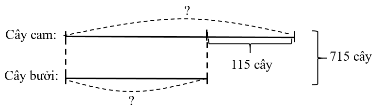 Trang trại của gia đình Minh có 715 cây cam và bưởi. Số cây bưởi ít hơn số cây cam là 115 cây. (ảnh 1)
