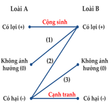 Sơ đồ bên mô tả tóm tắt các mối quan hệ giữa hai loài trong quần xã sinh vật. Mỗi nhận định sau đây là đúng hay sai? (ảnh 1)