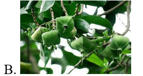 Chọn hình ảnh của cây bàng vuông. (ảnh 3)