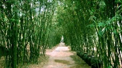 A path with bamboo trees

AI-generated content may be incorrect.