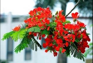 A close-up of a red flower

AI-generated content may be incorrect.