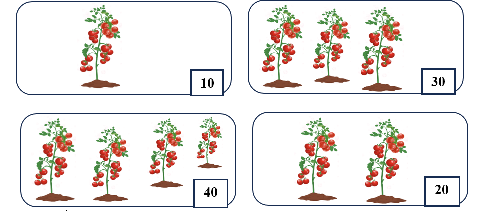 Viết số thích hợp vào ô trống. Biết rằng mỗi cây cà chua có 10 quả. (ảnh 2)