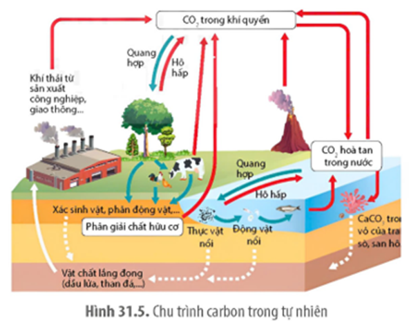 Tìm hiểu về chu trình tuần hoàn carbon trong tự nhiên, có bao nhiêu phát biểu nào sau đây đúng? (ảnh 1)