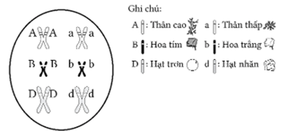 Hình bên mô tả sự sắp xếp các nhân tố di truyền của cây đậu Hà Lan khi tiến hành giảm phân, có tất cả bao nhiêu allele có mặt ở hình bên?  (ảnh 1)