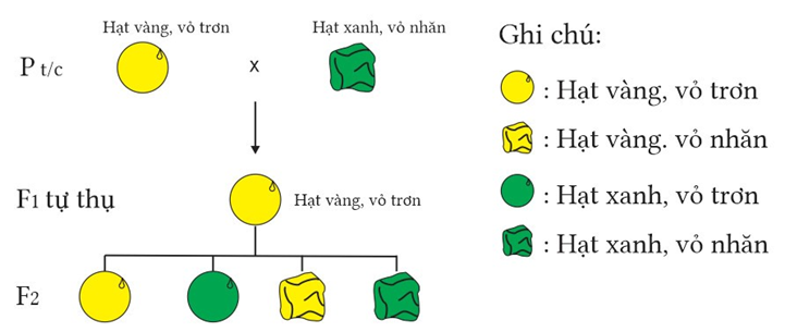 Thí nghiệm của Mendel: Pt/c: (lai thuận và nghịch): cây hạt vàng, vỏ trơn cây hạt xanh, vỏ nhăn được mô tả bằng hình bên dưới. Theo lí thuyết, nhận định nào sau đây đúng hay sai? (ảnh 1)