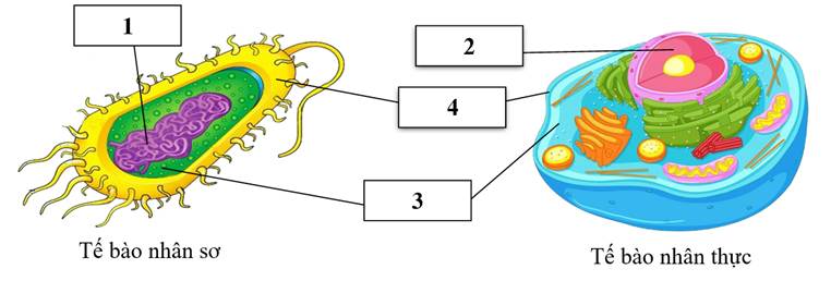 A diagram of a cell
AI-generated content may be incorrect.
