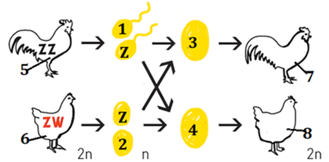 Hình bên mô tả cơ chế di truyền NST giới tính ở gà theo sơ đồ minh họa.  (ảnh 1)