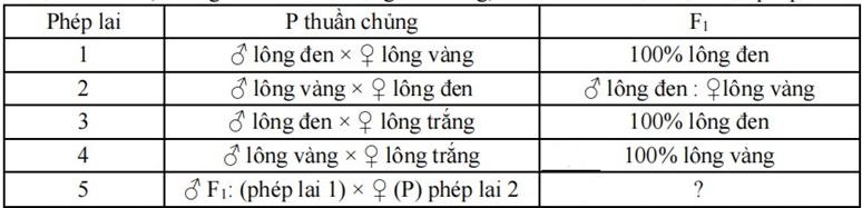 Ở một lo&agrave;i chim, khi nghi&ecirc;n cứu t&iacute;nh trạng m&agrave;u l&ocirc;ng, c&aacute;c nh&agrave; khoa học thực hiện ph&eacute;p lai sau. Ở ph&eacute;p lai số 5 tỉ lệ kiểu h&igrave;nh chim l&ocirc;ng v&agrave;ng l&agrave; bao nhi&ecirc;u %?  (ảnh 1)