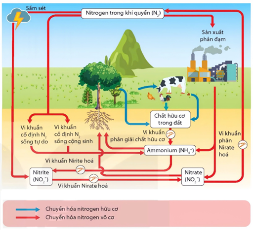 Tìm hiểu về chu trình sinh - địa – hoá vật chất theo sơ đồ, phát biểu sau đây là đúng hay sai? (ảnh 1)