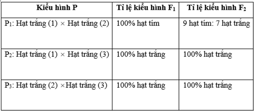 Ở ngô, tính trạng màu hạt do một số gene không allele phân li độc lập, mỗi gene có một allele và tương tác với nhau cùng quy định kiểu hình, trong đó kiểu gene quy định hạt tím chứa các allele (ảnh 1)