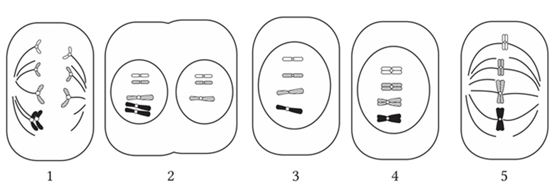 Hình bên mô tả cơ chế tạo ra thể lệch bội trong quá trình phân bào, xét các nhận định sau, phát biểu nào sau đây đúng hay sai? (ảnh 1)