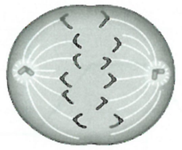 Ở một loài, khi cơ thể đực giảm phân bình thường và có 1 cặp NST (ảnh 1)