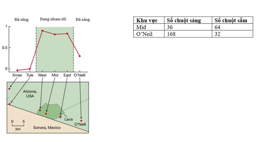 Chuột túi đá (Chaetodipus intermedius) là loài sinh sống phổ biến ở vùng giáp ranh giữa Sonora, Mexico  và Arizona, USA nhưng đặc biệt rằng ở khu vực này (ảnh 1)
