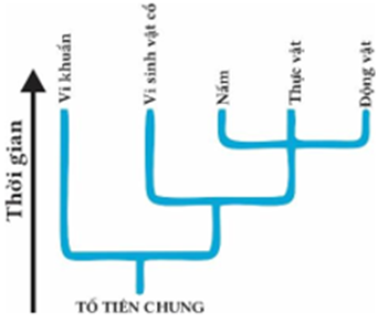 Hình bên mô tả cây phát sinh chủng loại, hãy cho biết nhận định nào sau đây đúng hay sai? (ảnh 1)