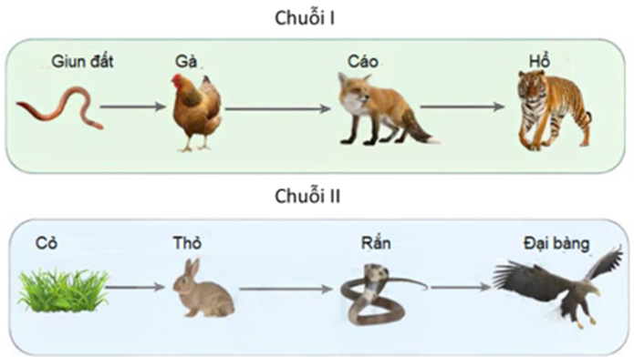 Hình mô tả chuỗi thức ăn ở hệ sinh thái đồng cỏ sau đây, các phát biểu dưới đây là đúng hay sai? (ảnh 1)
