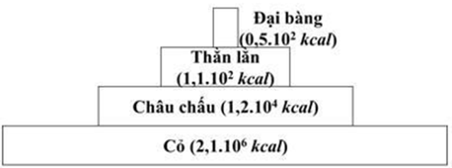Cho tháp năng lượng sau,hiệu suất sinh thái của sinh vật tiêu thụ bậc 3 là  (ảnh 1)