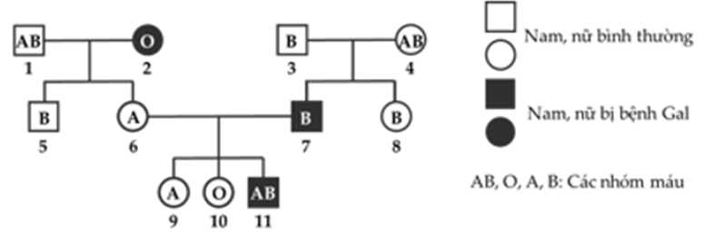 Phả hệ sau m&ocirc; tả sự di truyền của t&iacute;nh trạng nh&oacute;m m&aacute;u hệ ABO v&agrave; bệnh rối loạn chuyển h&oacute;a galactose (gọi tắt l&agrave; Gal) trong một đại gia đ&igrave;nh. (ảnh 1)
