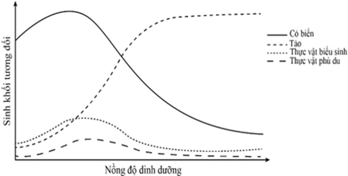 Phú dưỡng là hiện tượng môi trường nước có nhiều chất dinh dưỡng như nitrat và photphat dẫn đến sự sinh trưởng mạnh mẽ của tảo. (ảnh 1)