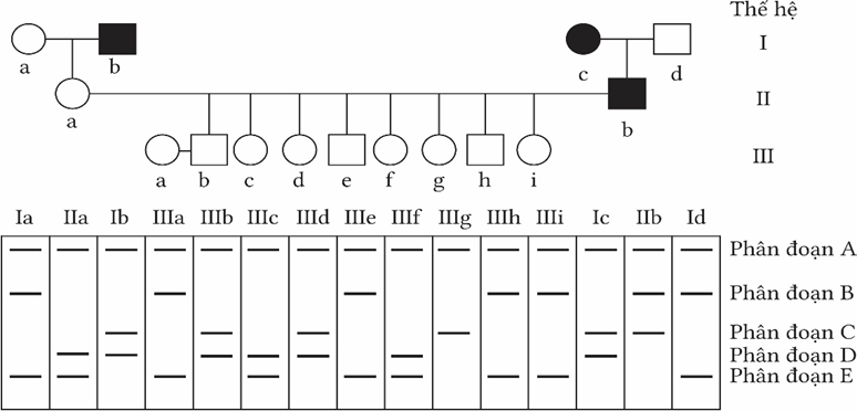 Phả hệ dưới đây tuân theo kiểu di truyền của một bệnh khởi phát muộn (sau 30 tuổi và bệnh này có độ thâm nhập là 100% (ảnh 1)