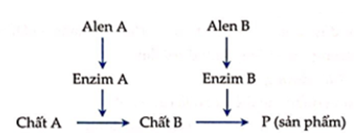 Ở người, xét hai cặp gene phân li độc lập trên nhiễm sắc thể thường, các gene này quy định các enzim khác nhau cùng tham gia vào quá trình chuyển hóa các chất trong cơ thể theo sơ đồ sau: (ảnh 1)