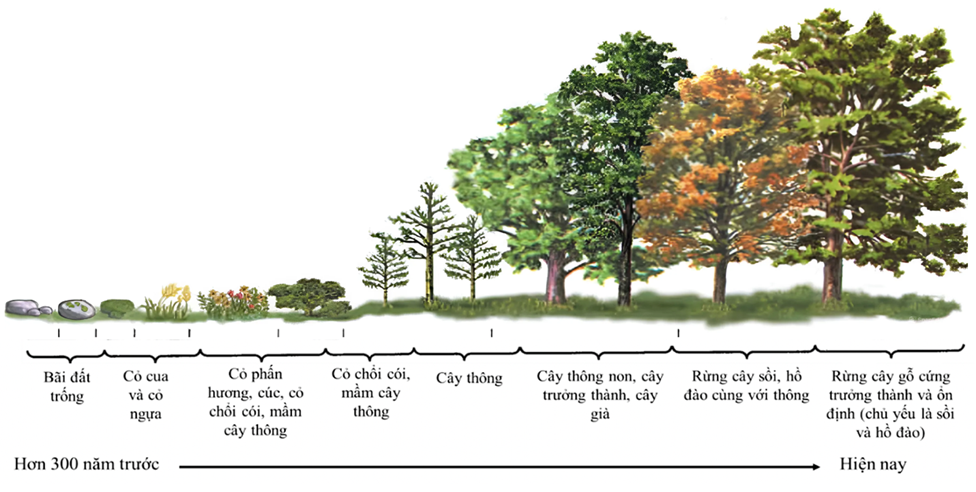 Sơ đồ bên dưới mô tả quá trình xuất hiện của các quần xã thực vật đã xuất hiện từ bãi đất bị bỏ hoang cách đây 300 năm. Theo lí thuyết, những phát biểu nào sau đây đúng? (ảnh 1)
