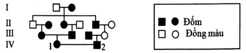 Ở thỏ, allele trội A khiến lông có màu đốm và allele lặn a làm lông đồng màu (ảnh 1)