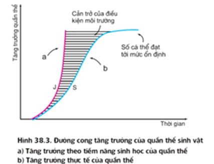 Hình vẽ dưới đây mô tả các đường cong tăng trưởng của ba quần thể khác nhau của một loài động vật. (ảnh 2)