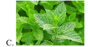 Chọn hình ảnh của cây bàng vuông. (ảnh 4)