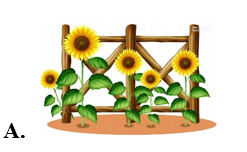 b) Bức tranh có 8 bông hoa là: (ảnh 2)