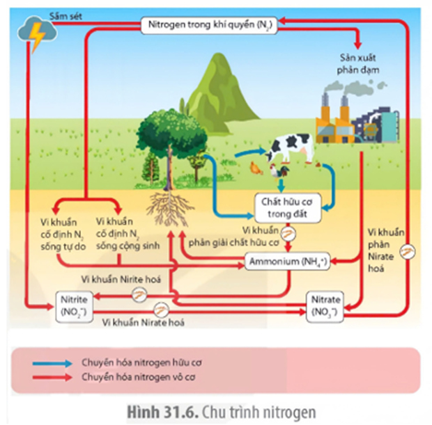 Tìm hiểu về chu trình sinh - địa – hoá vật chất theo sơ đồ, có bao nhiêu phát biểu sau đây đúng? (ảnh 1)